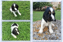 20250912-Achille