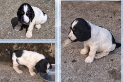 20250906-Achille