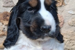 20250912  Achille
