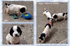 2025097-Les chiots