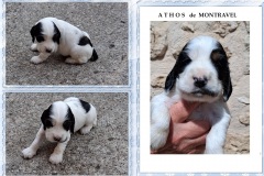 2025  Athos