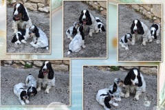 Uhaina et ses chiots
