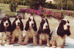 Un groupe de tricolore particolore