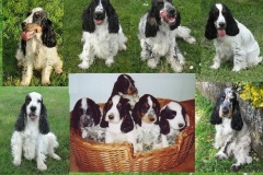 2024  Cockers-de-Montravel