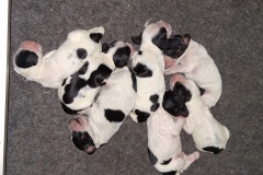 20250801-chiots-Rosalie