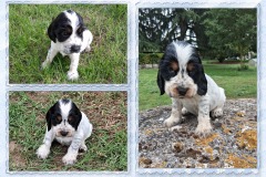 Bazile-