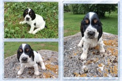 Bonnie-Blue