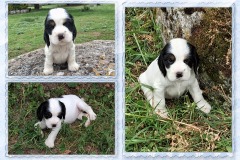 Bulle-