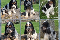 2026-Chiots-Uhaina-Oslo