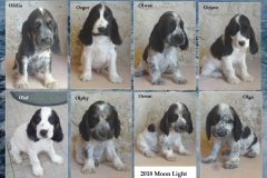 2018-Moon-Light-Nanook