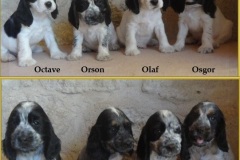 2018-Moon-Light-et-Nanook