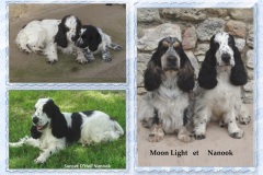 2019-MoonLight-Nanook