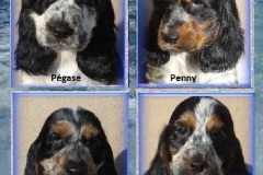 2019-Pegase-Penny-Ploum-Praline