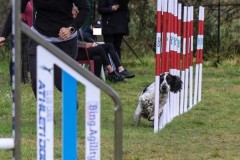 2019-04-07-Merlin-ae