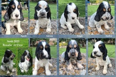 2025 Chiots-Rosalie 2025 Chiots-Rosalie