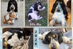 2026  Billie-Blue