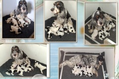 2025-Rosalie 2025-Rosalie