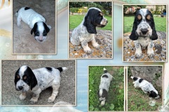 2025-Ambre 2025-Ambre