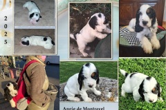 2025  Angie 2025  Angie