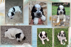 2025-Anissa 2025-Anissa