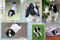 2025  Achille 2025  Achille