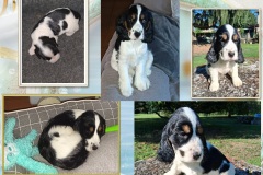 2025  Apple 2025  Apple