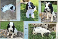 2025  Athos- 2025  Athos-