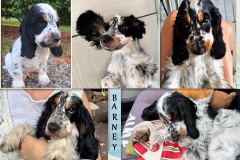 2026-Barney