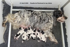20260422-Rosalie