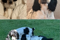 202608 -Bonnie-Blue
