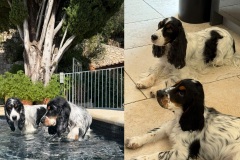 202608  -Bonnie-Blue
