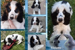 Violette