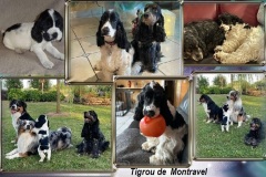 2022  Tigrou