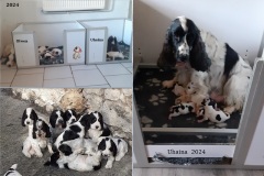 2024-Okarina et Olwen