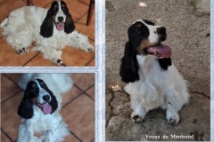 2025-08-Voyou