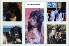 Tashi - Bacchus