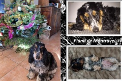 Piana