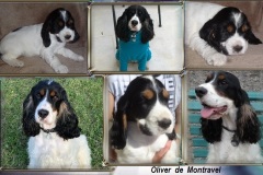 Oliver