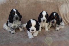 2019 Les chiots à 2 mois.