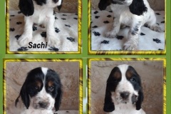 2021-Les-chiots-2-mois