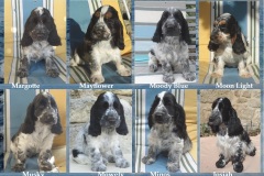 2016-Fersen et ses chiots