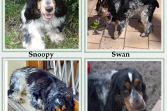 2021-Snoopy-  et  Swan