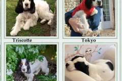 2022-Triscotte-Tokyo