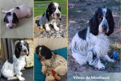Vénus