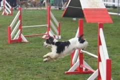 Bahia de Montravel en Agility