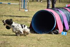 Merlin de Montravel en Agility.