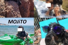 Mojito en Corse