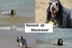 Nanook au Cap Ferret