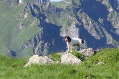 Baltik de Montravel