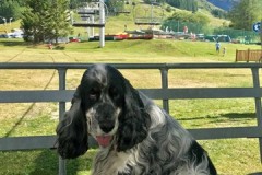 Fersen de Montravel